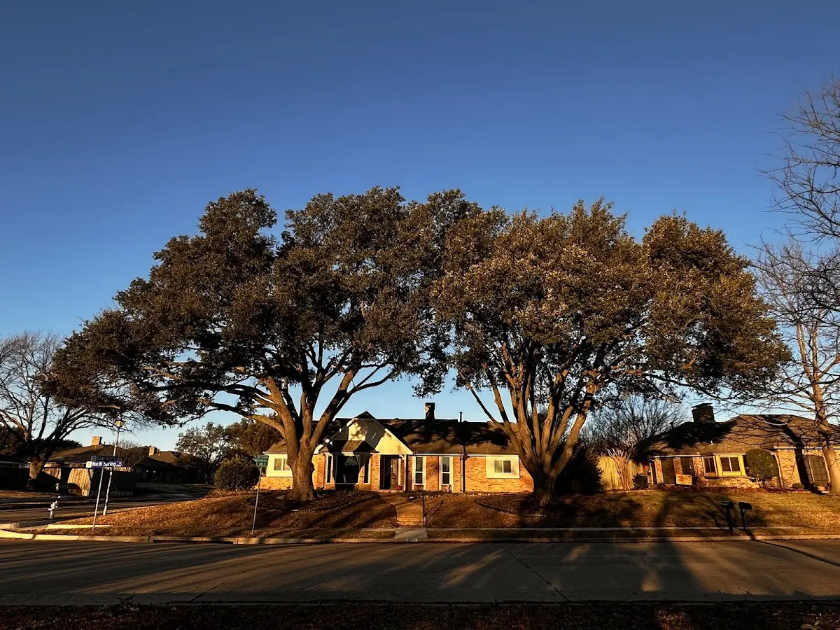 Established residential canopy tree shading a home in Thompsonville